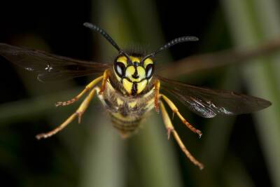 В Тверской области установлено более тысячи ловушек на насекомых-вредителей
