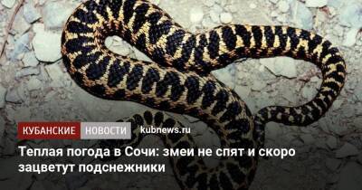 Теплая погода в Сочи: змеи не спят и скоро зацветут подснежники
