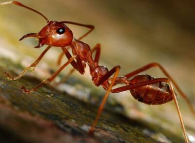 Ученые нашли способ превращения рабочего муравья в королеву