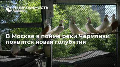 В Москве в пойме реки Чермянки появится новая голубятня