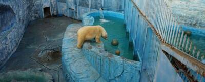 В зоопарке Екатеринбурга строят новый вольер для белых медведей