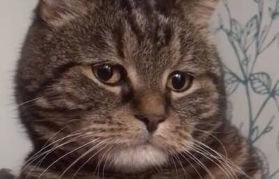 В TikTok завирусились ролики с грустным котом Мишей