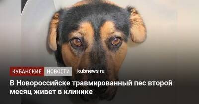 В Новороссийске травмированный пес второй месяц живет в клинике