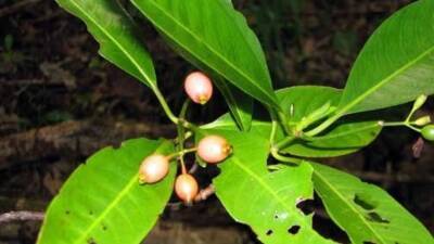 Растение с острова Самоа оказалось способно лечить рак, ожирение и COVID-19