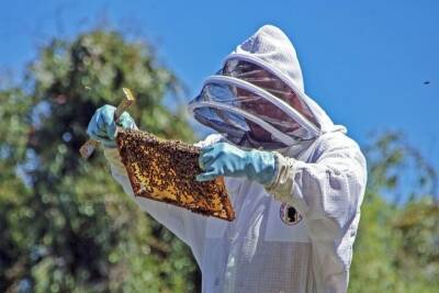 Костромские пчелы будут правильными