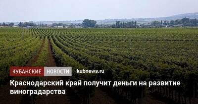 Краснодарский край получит деньги на развитие виноградарства