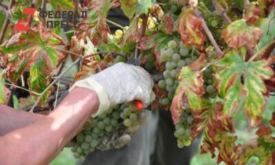 Южные регионы получат 7,5 млрд рублей на виноградники