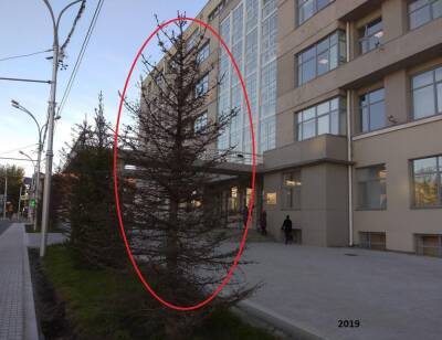 В Новосибирске выясняют причины гибели елей у здания правительства