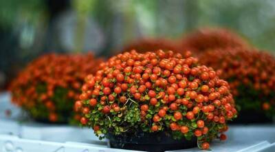 Нертера, коралловый мох - милое комнатное растение с ядовитыми ягодами