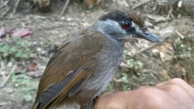 На Борнео впервые сняли на видео птицу, прятавшуюся от людей 170 лет