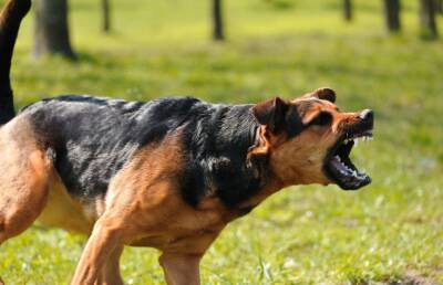 Агрессия у собак зависит от породы или от хозяина? Разбирались с владельцами питомцев
