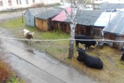 В Тверской области люди бояться выходить на улицу из-за пасующихся у подъезда быков