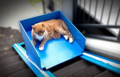 Блогер из Новой Зеландии построил лифт для своего пожилого кота, которому тяжело спускаться и подниматься по лестнице