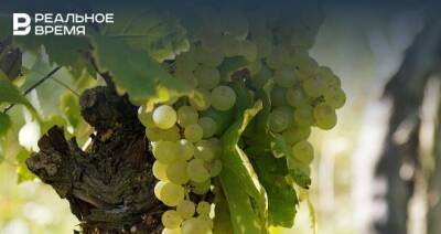 Татарстан получит субсидии на посадку виноградников и уход за ними