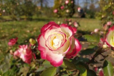 Луганск украсили 4000 кустами роз