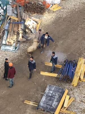 В Крыму строительная компания разбирается с рабочими, резавшими...