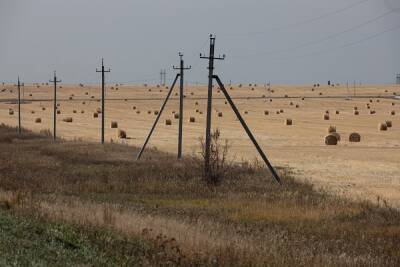 В Челябинской области с поля украли 35 баранов