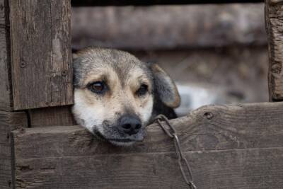 На Урале оштрафовали женщину с коронавирусом, вышедшую во двор покормить собаку