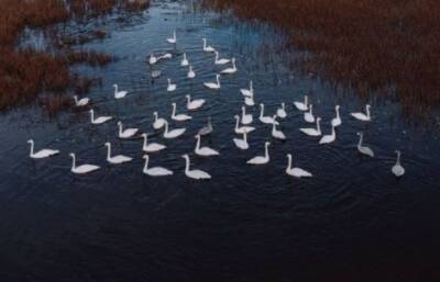 Фото: стая белоснежных лебедей решила задержаться в Ленобласти перед полетом на юг