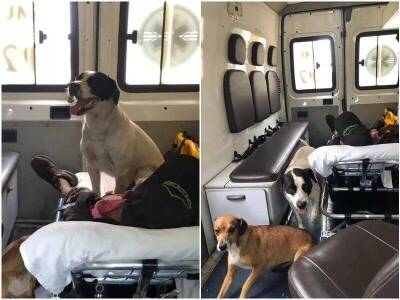 Собаки ринулись в машину скорой помощи, которая забрала их хозяина
