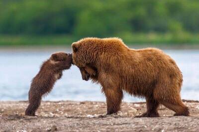 10+ фото, которые доказывают, что медведи тоже бывают милыми