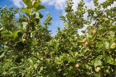 Какие 3 ошибки неопытных дачников могут погубить плодовые деревья