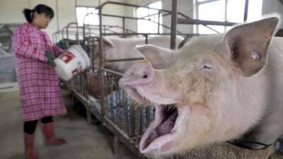 Китайцы научились превращать промышленные выбросы в корм для животных