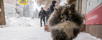 В Ростовской области в ночь на 10 ноября выпадет первый снег - runews24.ru - Ростовская обл. - Шахтинск