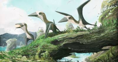 Крокодилий аппетит. Палеонтологи выяснили, чем питались молодые птерозавры