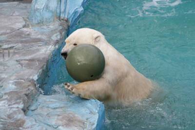 «Трехкомнатный люкс» для белых медведей построят в российском зоопарке