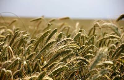 Прогноз: Доля Украины на мировом рынке ржи значительно увеличится - agroportal.ua - Украина