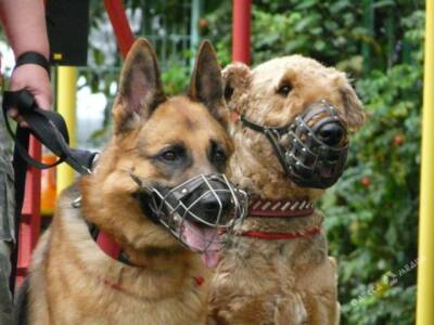 В Украине ужесточили правила выгула собак