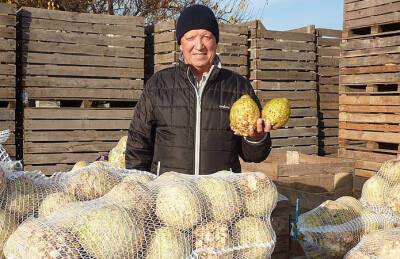 Херсонский фермер поменял картофель на сельдерей - agroportal.ua - Украина