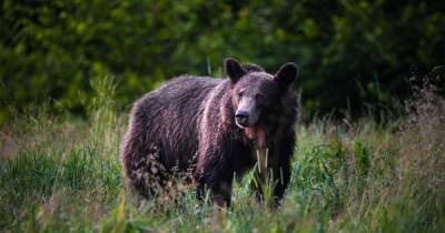 Хозяева леса: чем опасны медведи, и как себя вести при встрече с ними
