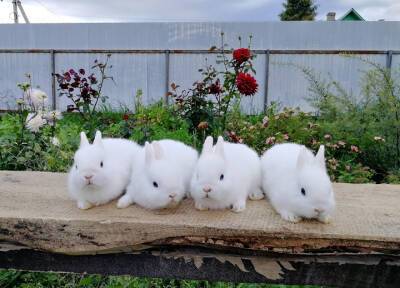 Кролик гермелин: особенности породы и нюансы содержания в квартире