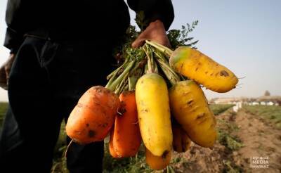 Цены на морковь снизились в пять раз и продержатся на таком уровне до весны 2022 года – Минсельхоз