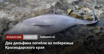 Marine Traffic - Два дельфина погибли на побережье Краснодарского края - kubnews.ru - Анапа - Краснодарский край - Новороссийск
