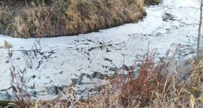 Во Владимирской области из-за загрязнения произошла массовая гибель рыбы в Большой Липне
