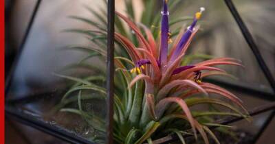 Комнатные растения для новичков: 7 неубиваемых цветов, которые украсят интерьер