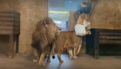 Нерабочие дни не заставили скучать петербургских львов Адама и Таисию