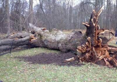 В Орловской области ураган повалил 198-летний дуб, посаженный Иваном Тургеневым