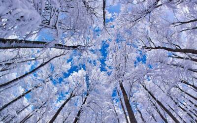 Зима в Украине начнется со снега: какие регионы заметет уже завтра
