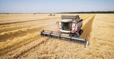 Урожай зерна в России оказался фикцией