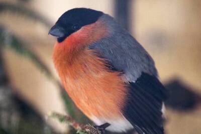 Специалисты рассказали, чем правильно подкармливать птиц зимой