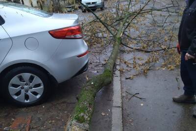 Костромские казусы: порыв ветра решил проблему с деревом, которое не могли спилить коммунальщики