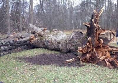 В музее-заповеднике Ивана Тургенева ураганный ветер повалил 198-летний дуб, посаженный писателем