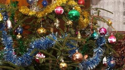 Россиян предупредили о подорожании новогодних елок
