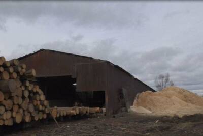 В Ивановской области банда «черных» лесорубов вырубили деревья на 6 млн рублей