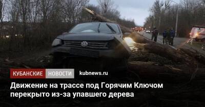 Движение на трассе под Горячим Ключом перекрыто из-за упавшего дерева - kubnews.ru - Краснодарский край - Краснодар