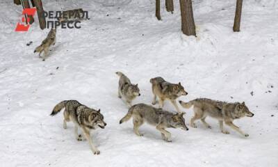 В Югре охотники отогнали волчью стаю от поселка Зеленоборск